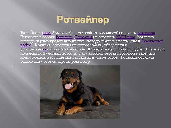 Ротвейлер Ротве йлер (нем. Rottweiler) — служебная порода собак группы молоссов. Выведена в городе