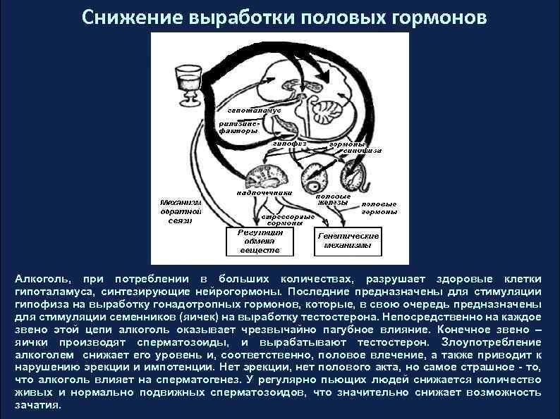 Снижение выработки половых гормонов Алкоголь, при потреблении в больших количествах, разрушает здоровые клетки гипоталамуса,