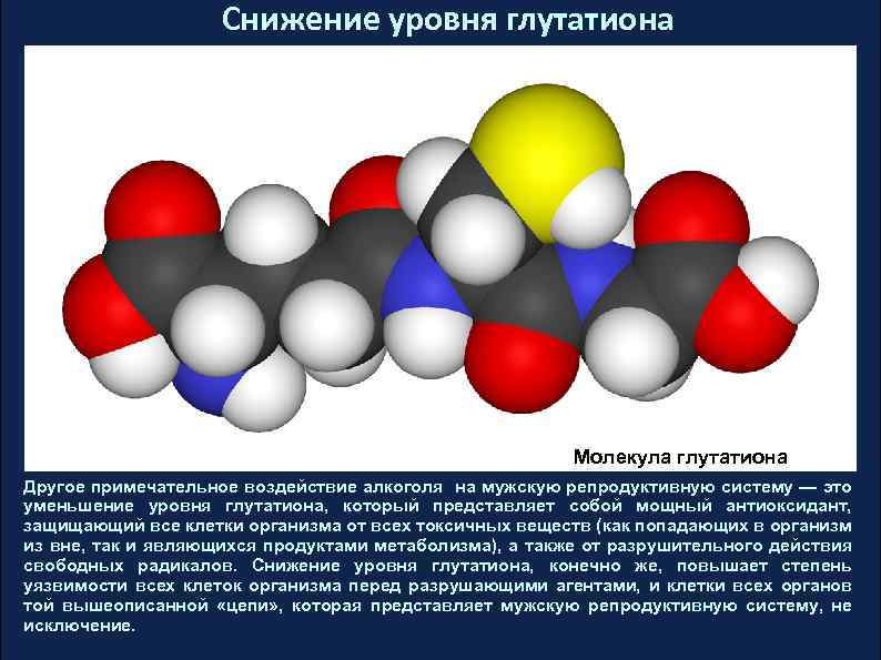 Снижение уровня глутатиона Молекула глутатиона Другое примечательное воздействие алкоголя на мужскую репродуктивную систему —