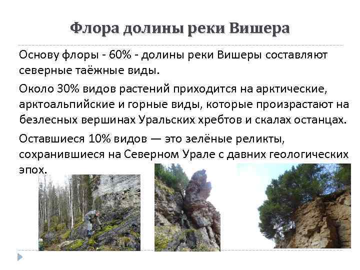 Флора долины реки Вишера Основу флоры - 60% - долины реки Вишеры составляют северные