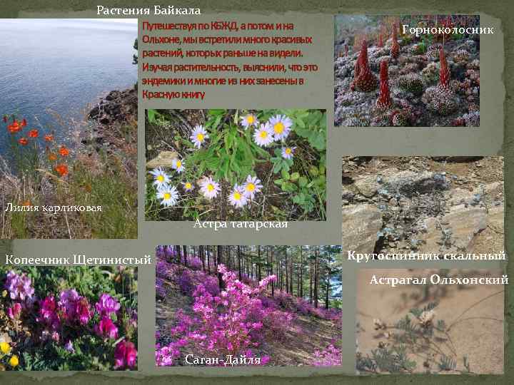 Растения Байкала Путешествуя по КБЖД, а потом и на Ольхоне, мы встретили много красивых