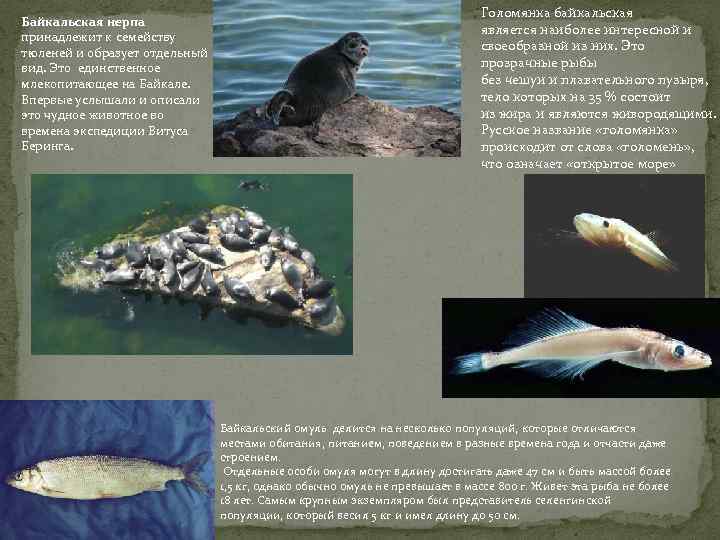 Байкальская нерпа принадлежит к семейству тюленей и образует отдельный вид. Это единственное млекопитающее на