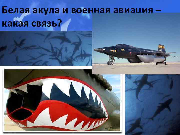 Белая акула и военная авиация – какая связь? 