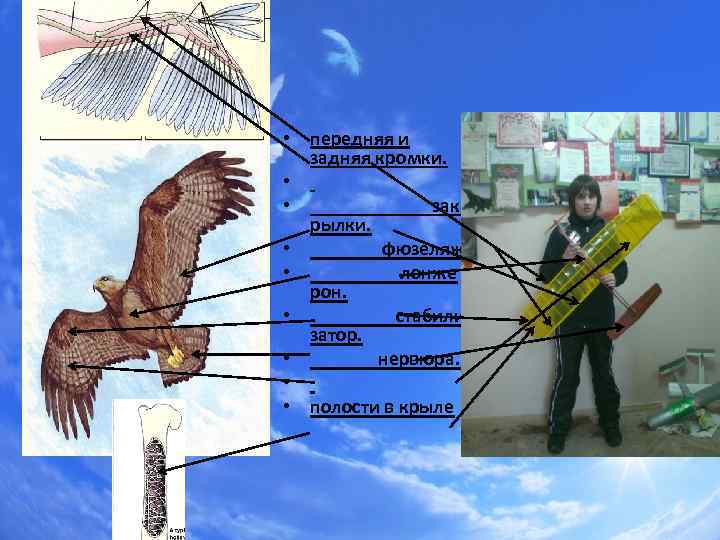  • передняя и задняя кромки. • • зак рылки. • фюзеляж. • лонже