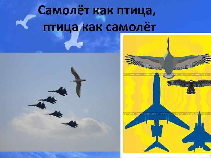 Самолёт как птица, птица как самолёт 