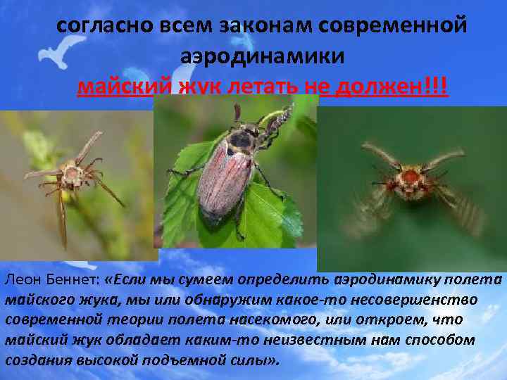 согласно всем законам современной аэродинамики майский жук летать не должен!!! Леон Беннет: «Если мы