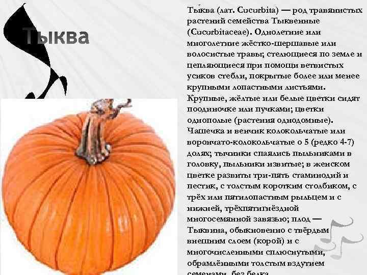 Тыква какое семейство