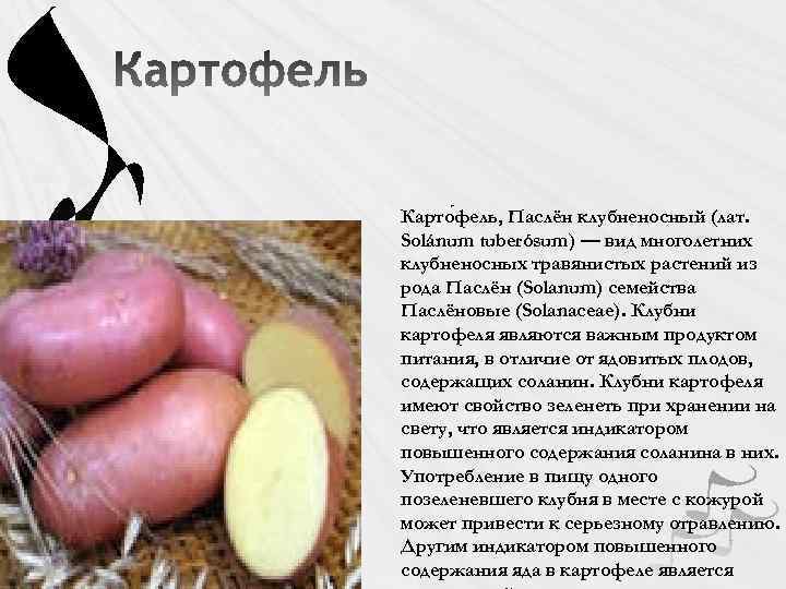Карто фель, Паслён клубненосный (лат. Solánum tuberósum) — вид многолетних клубненосных травянистых растений из
