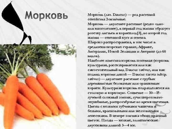 Класс растения морковь. Морковь однолетнее или двулетнее растение. Морковь Нантская двулетнее растение. Морковь однолетние двулетние многолетние. Морковь однолетнее или многолетнее растение.