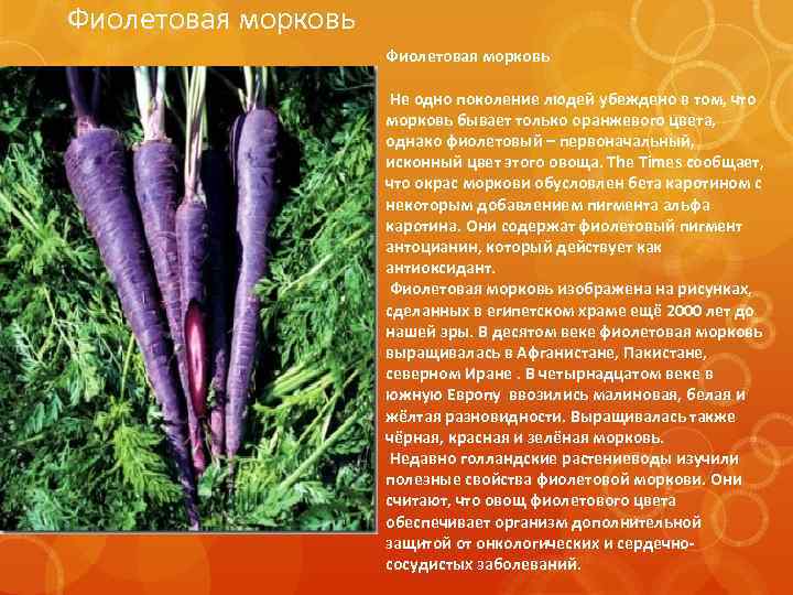 Фиолетовая морковь Не одно поколение людей убеждено в том, что морковь бывает только оранжевого