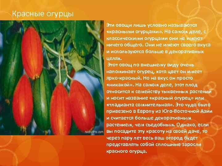 Красные огурцы Эти овощи лишь условно называются «красными огурцами» . На самом деле, с