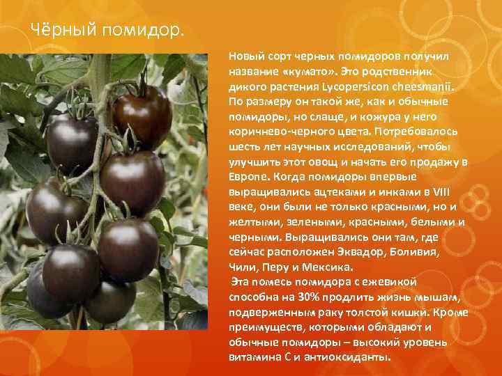 Чёрный помидор. Новый сорт черных помидоров получил название «кумато» . Это родственник дикого растения