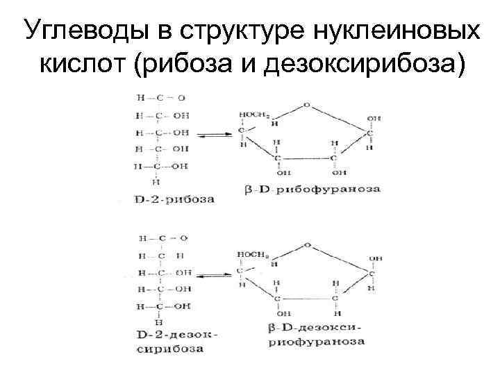 Углеводы в структуре нуклеиновых кислот (рибоза и дезоксирибоза) 