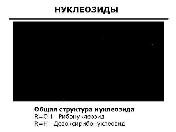 НУКЛЕОЗИДЫ Общая структура нуклеозида R=OH Рибонуклеозид R=H Дезоксирибонуклеозид 