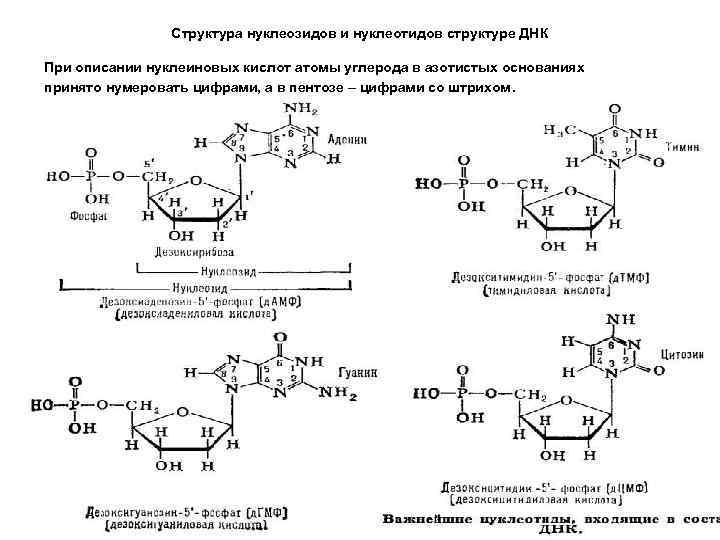 Структура нуклеозидов и нуклеотидов структуре ДНК При описании нуклеиновых кислот атомы углерода в азотистых