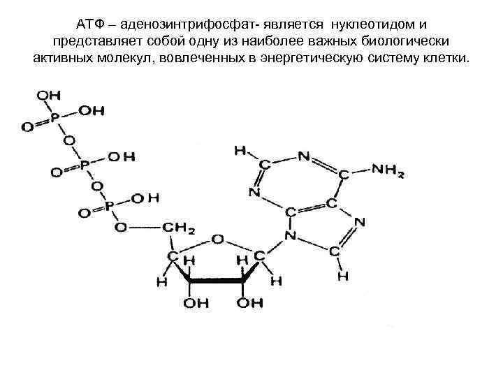 АТФ – аденозинтрифосфат- является нуклеотидом и представляет собой одну из наиболее важных биологически активных