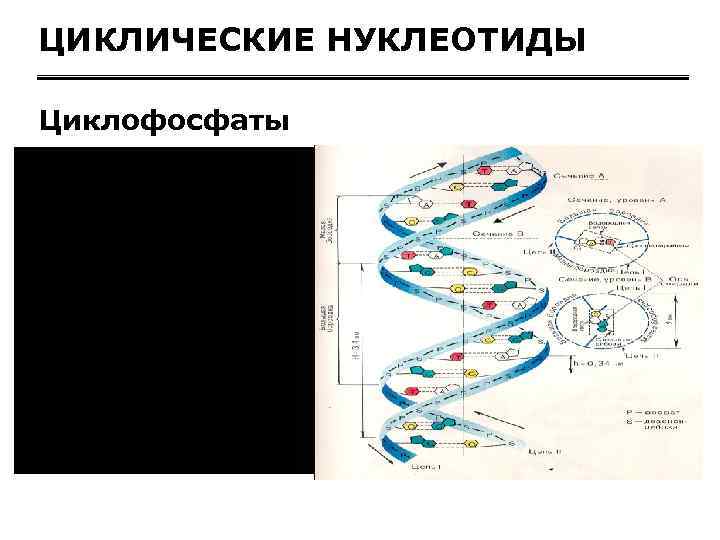 ЦИКЛИЧЕСКИЕ НУКЛЕОТИДЫ Циклофосфаты 