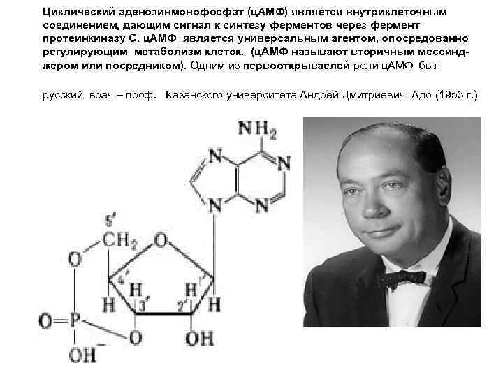 Циклический аденозинмонофосфат (ц. АМФ) является внутриклеточным соединением, дающим сигнал к синтезу ферментов через фермент