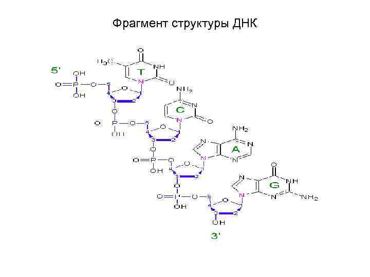 Фрагмент структуры ДНК 