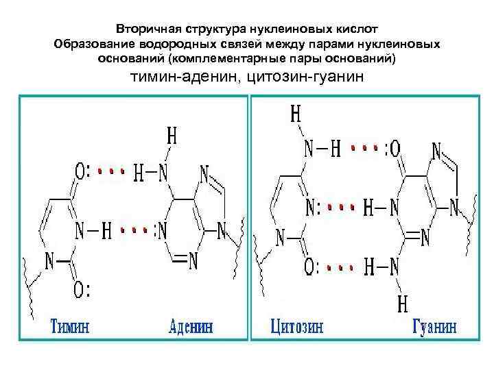 Вторичная структура нуклеиновых кислот Образование водородных связей между парами нуклеиновых оснований (комплементарные пары оснований)