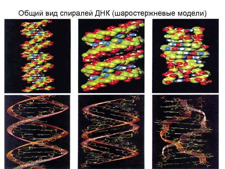 Общий вид спиралей ДНК (шаростержневые модели) 