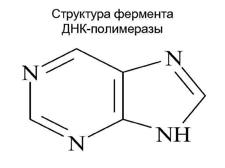 Структура фермента ДНК-полимеразы 