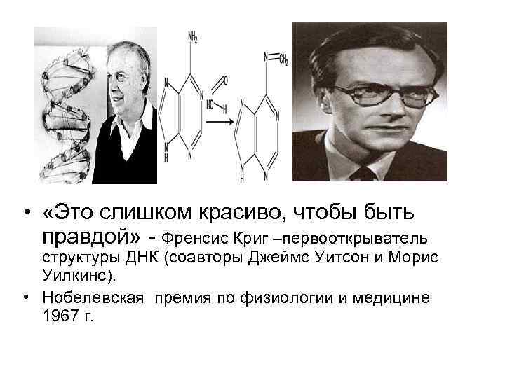  • «Это слишком красиво, чтобы быть правдой» - Френсис Криг –первооткрыватель структуры ДНК