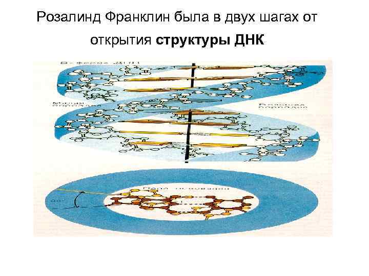 Розалинд Франклин была в двух шагах от открытия структуры ДНК 