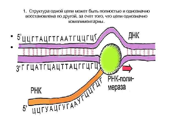 1. Структура одной цепи может быть полностью и однозначно восстановлена по другой, за счет