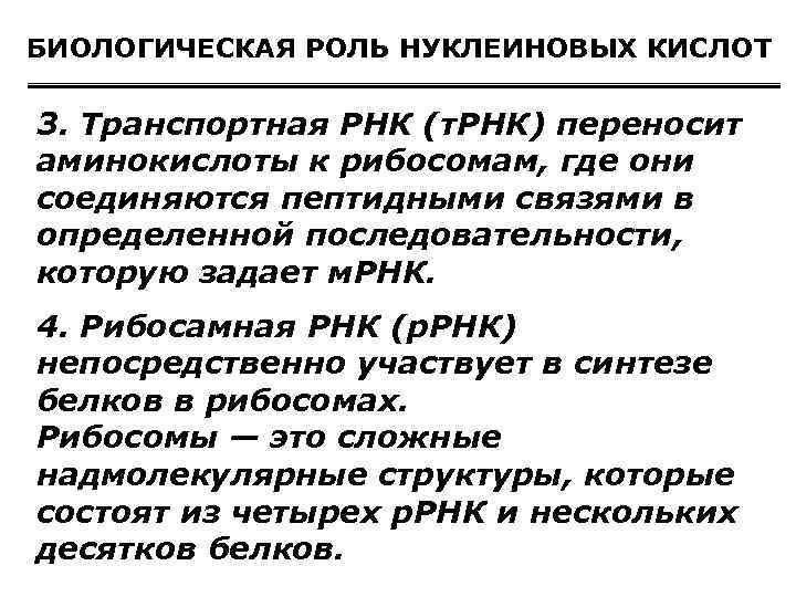 БИОЛОГИЧЕСКАЯ РОЛЬ НУКЛЕИНОВЫХ КИСЛОТ 3. Транспортная РНК (т. РНК) переносит аминокислоты к рибосомам, где