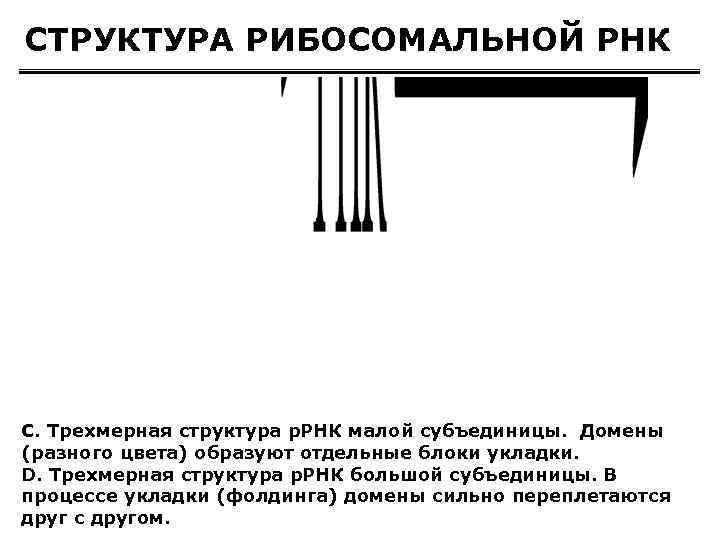 СТРУКТУРА РИБОСОМАЛЬНОЙ РНК C. Трехмерная структура р. РНК малой субъединицы. Домены (разного цвета) образуют