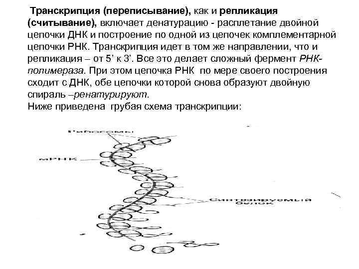  Транскрипция (переписывание), как и репликация (считывание), включает денатурацию - расплетание двойной цепочки ДНК