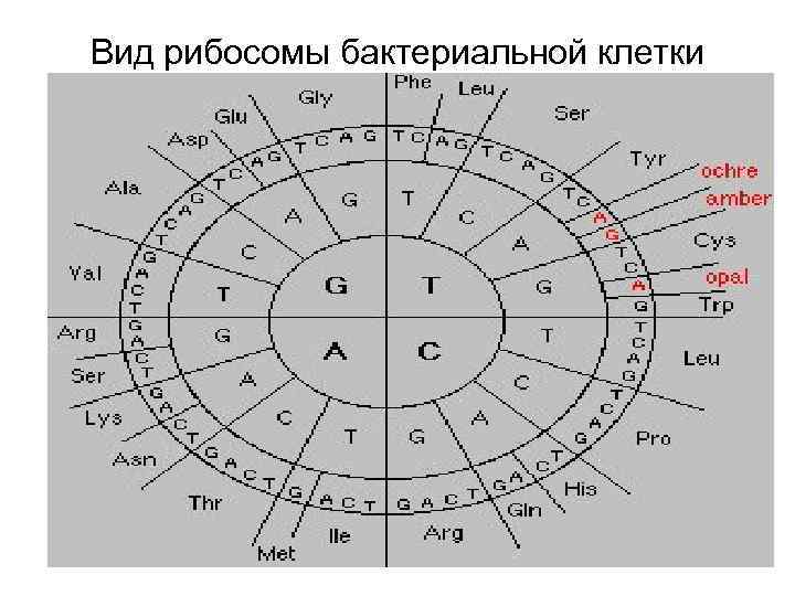 Вид рибосомы бактериальной клетки 