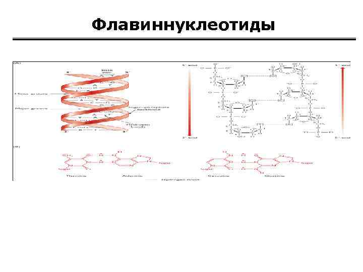 Флавиннуклеотиды 