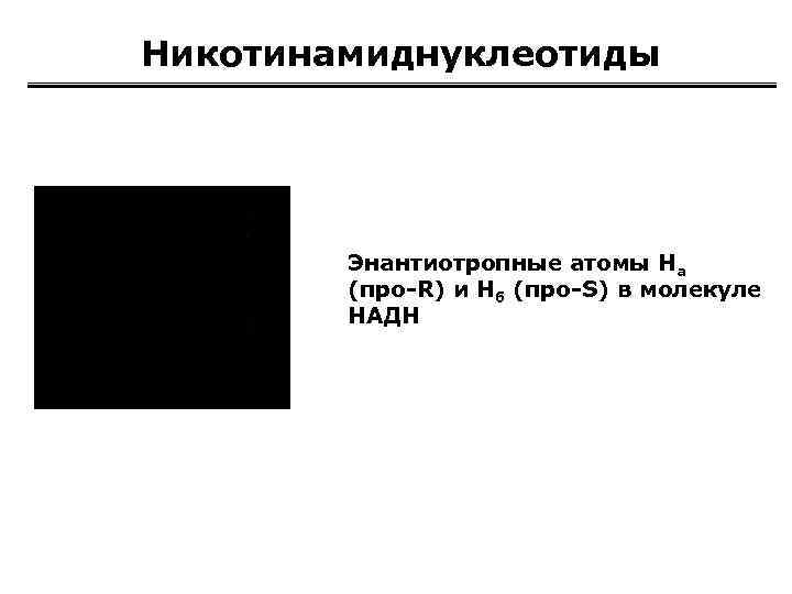 Никотинамиднуклеотиды Энантиотропные атомы Hа (про-R) и Нб (про-S) в молекуле НАДН 