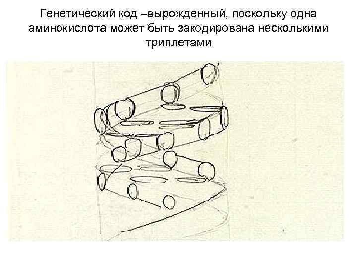 Генетический код –вырожденный, поскольку одна аминокислота может быть закодирована несколькими триплетами 