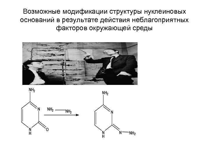 Возможные модификации структуры нуклеиновых оснований в результате действия неблагоприятных факторов окружающей среды 