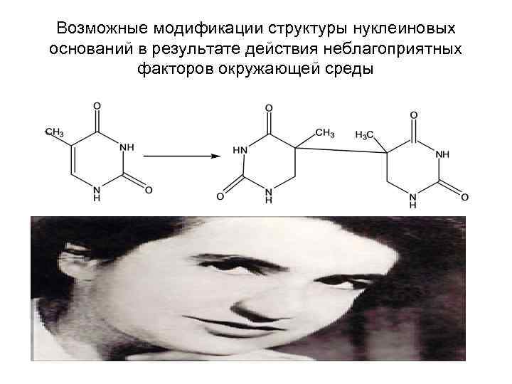 Возможные модификации структуры нуклеиновых оснований в результате действия неблагоприятных факторов окружающей среды 