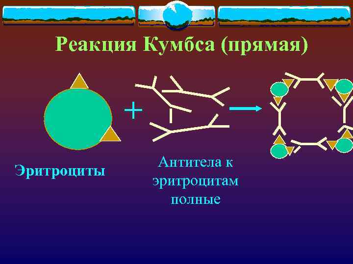 Реакция Кумбса (прямая) + Эритроциты Антитела к эритроцитам полные 