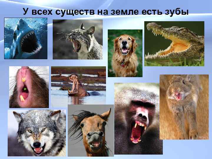 У всех существ на земле есть зубы 