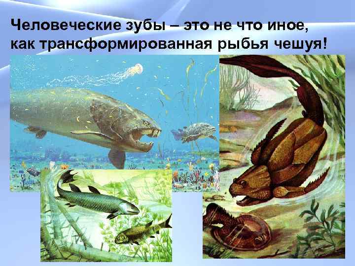 Человеческие зубы – это не что иное, как трансформированная рыбья чешуя! 