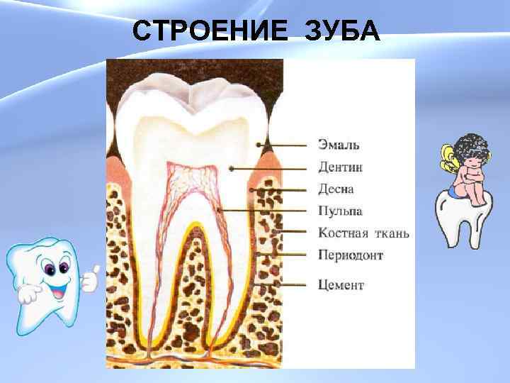 СТРОЕНИЕ ЗУБА 