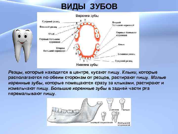 ВИДЫ ЗУБОВ Резцы, которые находятся в центре, кусают пищу. Клыки, которые располагаются по обеим