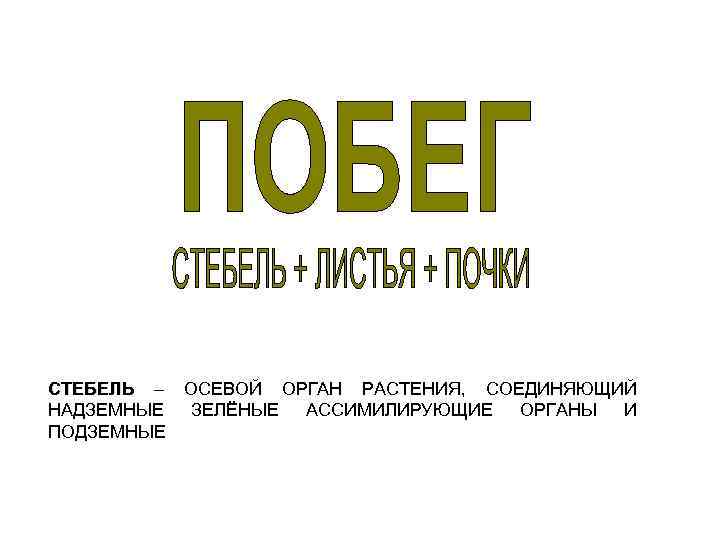 СТЕБЕЛЬ – ОСЕВОЙ ОРГАН РАСТЕНИЯ, СОЕДИНЯЮЩИЙ СТЕБЕЛЬ НАДЗЕМНЫЕ ЗЕЛЁНЫЕ АССИМИЛИРУЮЩИЕ ОРГАНЫ И ПОДЗЕМНЫЕ 