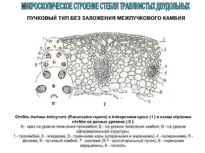 ПУЧКОВЫЙ ТИП БЕЗ ЗАЛОЖЕНИЯ МЕЖПУЧКОВОГО КАМБИЯ Стебль лютика ползучего (Ranunculus repens) в поперечном срезе