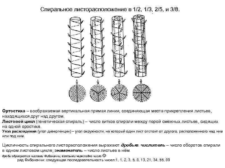 Спиральное листорасположение в 1/2, 1/3, 2/5, и 3/8. Ортостиха – воображаемая вертикальная прямая линия,