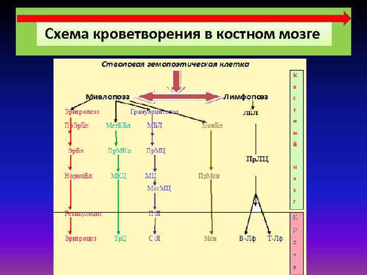 Схема нормального кроветворения