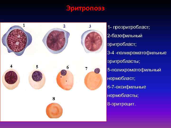 Нормобласты. Базофильный нормобласт. Базофильный нормоцит. Базофильный эритробласт в крови. Базофильный полихроматофильный и оксифильный эритробласт.