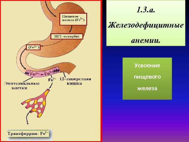 1. 3. а. Железодефицитные анемии. Усвоение пищевого железа 