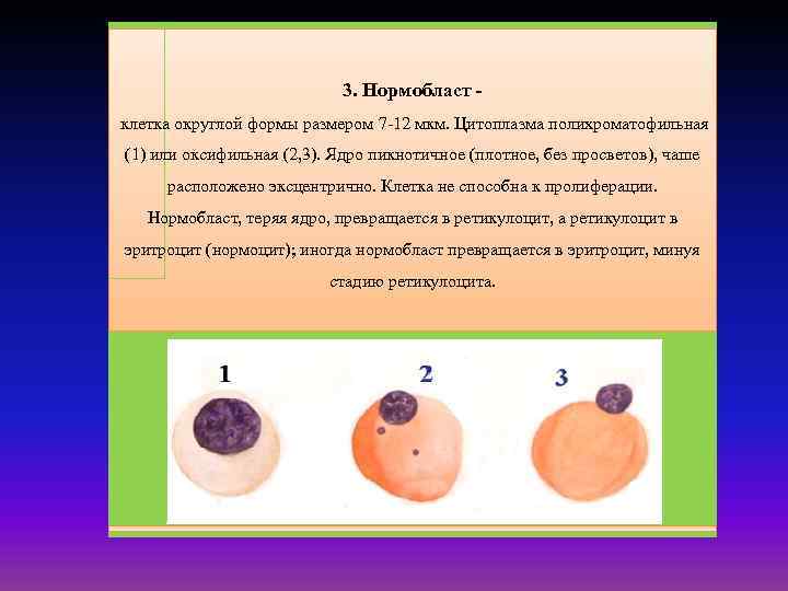 3. Нормобласт клетка округлой формы размером 7 -12 мкм. Цитоплазма полихроматофильная (1) или оксифильная